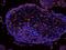 Coiled-Coil Domain Containing 73 antibody, orb182509, Biorbyt, Immunofluorescence image 