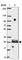 RNA-binding protein with multiple splicing antibody, HPA056999, Atlas Antibodies, Western Blot image 