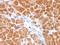 Clathrin Light Chain A antibody, M05796, Boster Biological Technology, Immunohistochemistry frozen image 