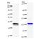 DEAH-Box Helicase 38 antibody, LS-C342438, Lifespan Biosciences, Western Blot image 
