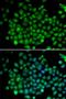 Ubiquitin D antibody, LS-C334091, Lifespan Biosciences, Immunofluorescence image 