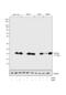 Histone Cluster 4 H4 antibody, 701796, Invitrogen Antibodies, Western Blot image 
