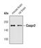 Contactin Associated Protein Like 2 antibody, PA5-17166, Invitrogen Antibodies, Western Blot image 
