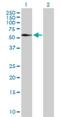 Fasciculation And Elongation Protein Zeta 1 antibody, H00009638-B02P, Novus Biologicals, Western Blot image 