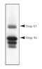 Protein Tyrosine Phosphatase Non-Receptor Type 5 antibody, NB300-202, Novus Biologicals, Western Blot image 