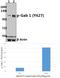 GRB2 Associated Binding Protein 1 antibody, A01989Y627, Boster Biological Technology, Western Blot image 