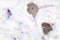 Nucleolar Protein 3 antibody, LS-C175923, Lifespan Biosciences, Immunohistochemistry paraffin image 
