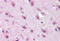Doublecortin Like Kinase 2 antibody, MBS247855, MyBioSource, Immunohistochemistry frozen image 