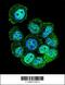 Rac GTPase-activating protein 1 antibody, 55-862, ProSci, Immunofluorescence image 