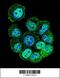 Rac GTPase Activating Protein 1 antibody, 55-862, ProSci, Immunofluorescence image 