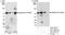 Transcriptional repressor p66-beta antibody, A301-282A, Bethyl Labs, Immunoprecipitation image 