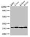 Quinoid Dihydropteridine Reductase antibody, LS-C396559, Lifespan Biosciences, Western Blot image 