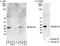 Mediator Complex Subunit 18 antibody, A300-777A, Bethyl Labs, Immunoprecipitation image 