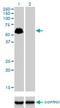 SP100 Nuclear Antigen antibody, H00006672-M02, Novus Biologicals, Western Blot image 