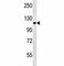 NLR Family Pyrin Domain Containing 12 antibody, F40258-0.4ML, NSJ Bioreagents, Western Blot image 