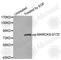 Myristoylated Alanine Rich Protein Kinase C Substrate antibody, AP0404, ABclonal Technology, Western Blot image 