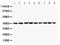 Paraoxonase 1 antibody, LS-C313347, Lifespan Biosciences, Western Blot image 