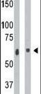 Ceramide Kinase antibody, PA5-13856, Invitrogen Antibodies, Western Blot image 