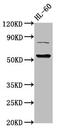 Lysine Acetyltransferase 5 antibody, CSB-PA17849A0Rb, Cusabio, Western Blot image 