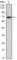 Protein Tyrosine Kinase 2 antibody, abx015853, Abbexa, Western Blot image 