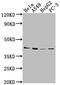 RB intron encoded G-protein coupled receptor antibody, CSB-PA017336OA01HU, Cusabio, Western Blot image 