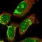 ArfGAP With GTPase Domain, Ankyrin Repeat And PH Domain 2 antibody, HPA023474, Atlas Antibodies, Immunofluorescence image 