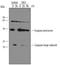 Caspase 7 antibody, MAB823, R&D Systems, Western Blot image 