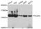 Phosphoinositide-3-Kinase Regulatory Subunit 4 antibody, STJ26803, St John