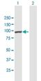 MYCBP Associated And Testis Expressed 1 antibody, H00089876-B01P, Novus Biologicals, Western Blot image 