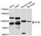 CD36 Molecule antibody, LS-B15329, Lifespan Biosciences, Western Blot image 