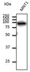 Catenin Beta 1 antibody, LS-C204254, Lifespan Biosciences, Western Blot image 