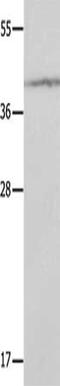 Death Associated Protein 3 antibody, CSB-PA922061, Cusabio, Western Blot image 