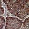 Neurotrophin 3 antibody, LS-C667935, Lifespan Biosciences, Immunohistochemistry paraffin image 