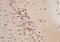 Drebrin 1 antibody, orb100976, Biorbyt, Immunohistochemistry paraffin image 