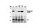 Spleen Associated Tyrosine Kinase antibody, 2715P, Cell Signaling Technology, Western Blot image 