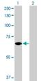 Signal Transducing Adaptor Molecule 2 antibody, H00010254-D01P, Novus Biologicals, Western Blot image 