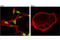 SIX Homeobox 1 antibody, 16960S, Cell Signaling Technology, Immunofluorescence image 