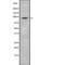 Cadherin 26 antibody, PA5-68020, Invitrogen Antibodies, Western Blot image 