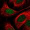 Paired Like Homeodomain 2 antibody, NBP2-55572, Novus Biologicals, Immunocytochemistry image 