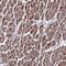 CMC4 antibody, PA5-61111, Invitrogen Antibodies, Immunohistochemistry paraffin image 