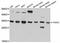 Translin-associated protein X antibody, A12276, ABclonal Technology, Western Blot image 