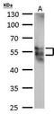 RAGE antibody, NBP2-42913, Novus Biologicals, Western Blot image 