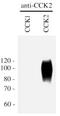 Cholecystokinin B Receptor antibody, PA3-201, Invitrogen Antibodies, Western Blot image 