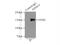 Histone Deacetylase 6 antibody, 12834-1-AP, Proteintech Group, Immunoprecipitation image 