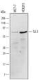 Transducin-like enhancer protein 3 antibody, AF5785, R&D Systems, Western Blot image 