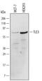 TLE Family Member 3, Transcriptional Corepressor antibody, AF5785, R&D Systems, Western Blot image 