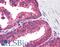 Interferon Regulatory Factor 3 antibody, LS-B182, Lifespan Biosciences, Immunohistochemistry frozen image 