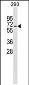 Zwilch Kinetochore Protein antibody, PA5-72080, Invitrogen Antibodies, Western Blot image 