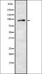 G Protein-Coupled Receptor 1 antibody, orb335611, Biorbyt, Western Blot image 