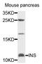 Insulin antibody, LS-C331895, Lifespan Biosciences, Western Blot image 